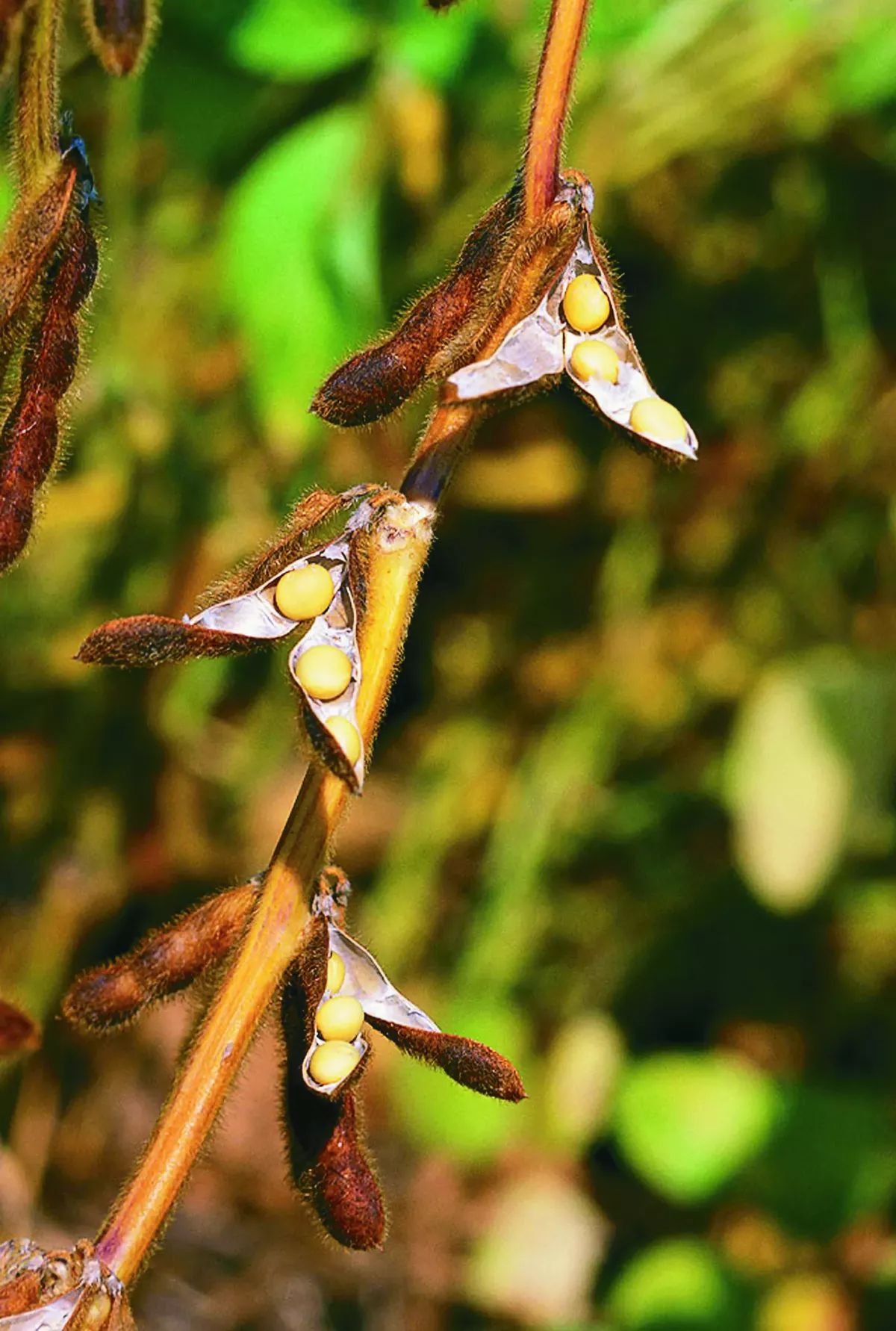 基改與非基改大豆 有何差別？