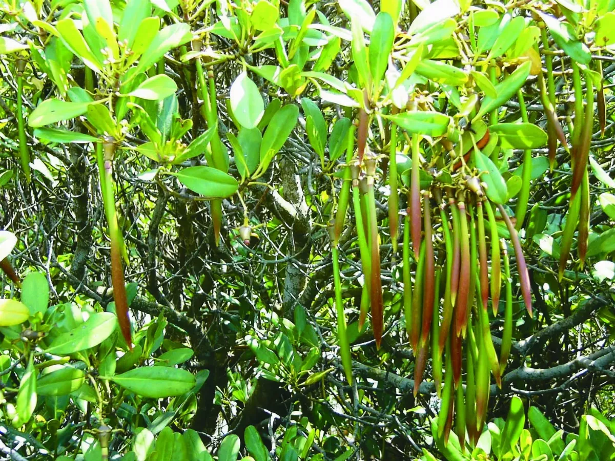 台灣藍碳35萬噸  紅樹林幫大忙