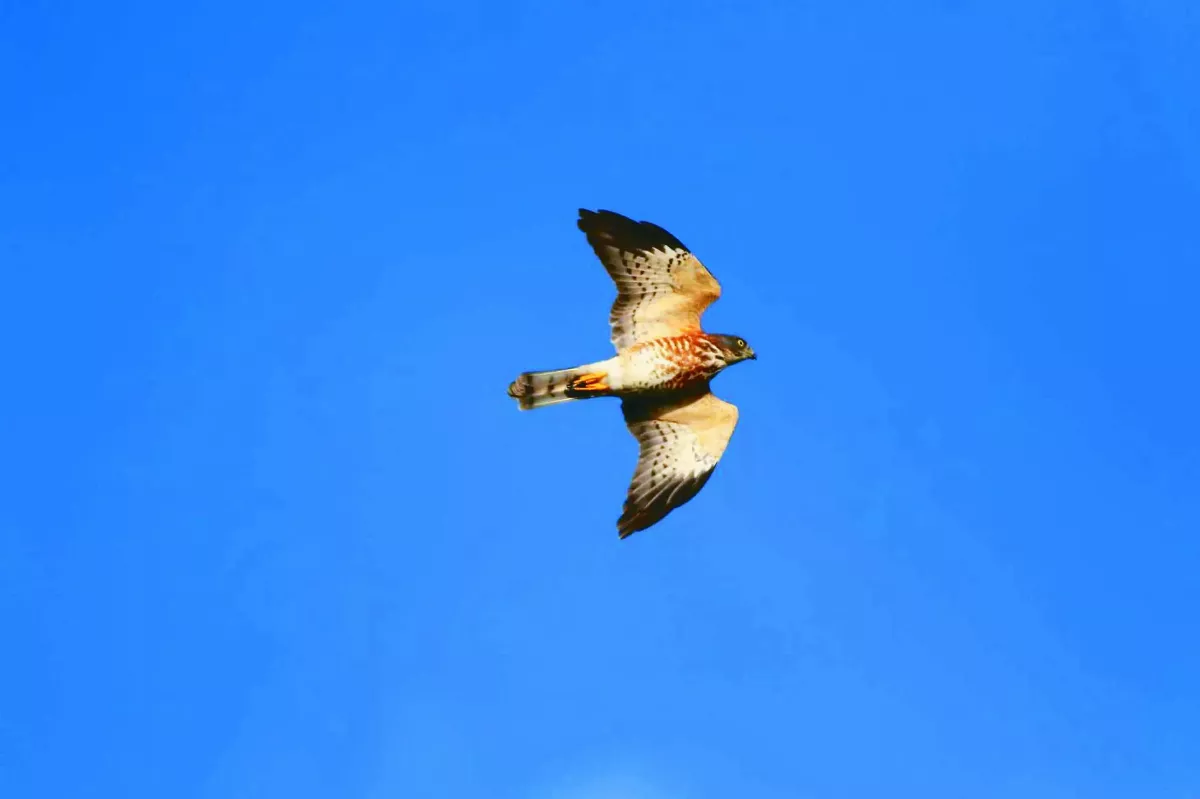 2.2萬赤腹鷹報到 賞鷹季來囉