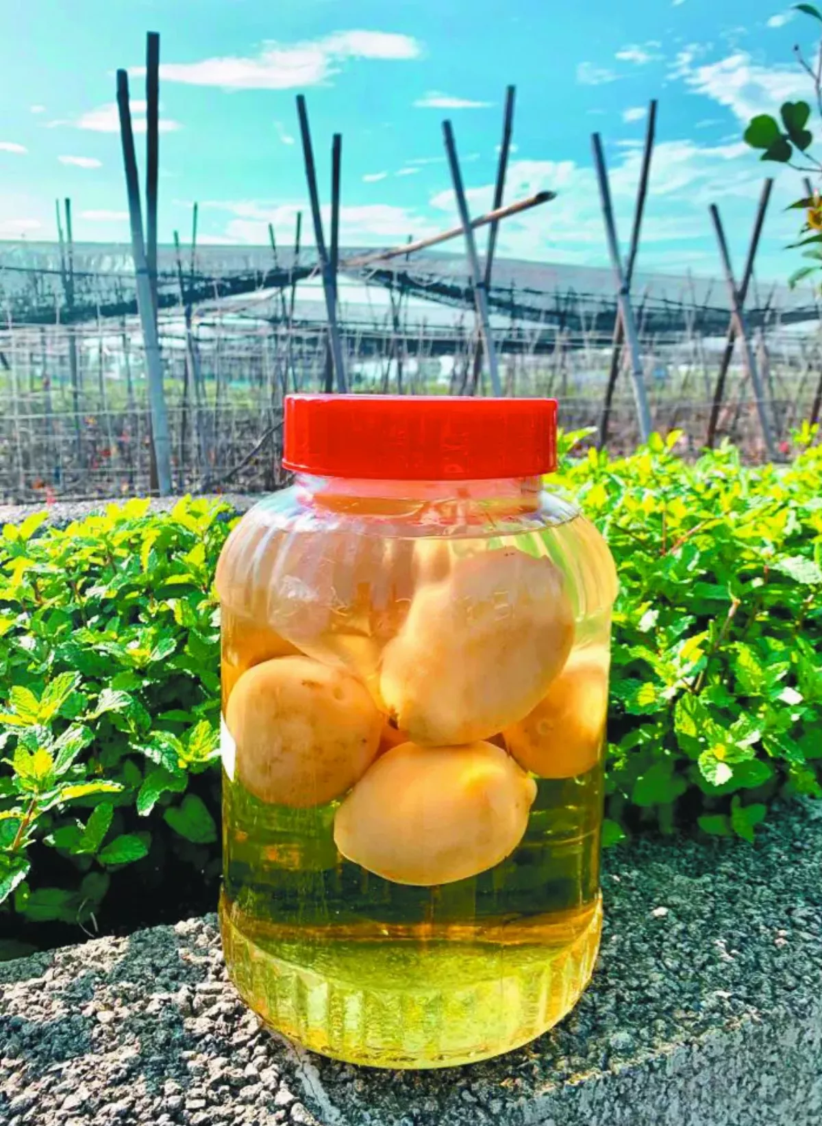 【友情滋味】朋友醃製的鹹檸檬