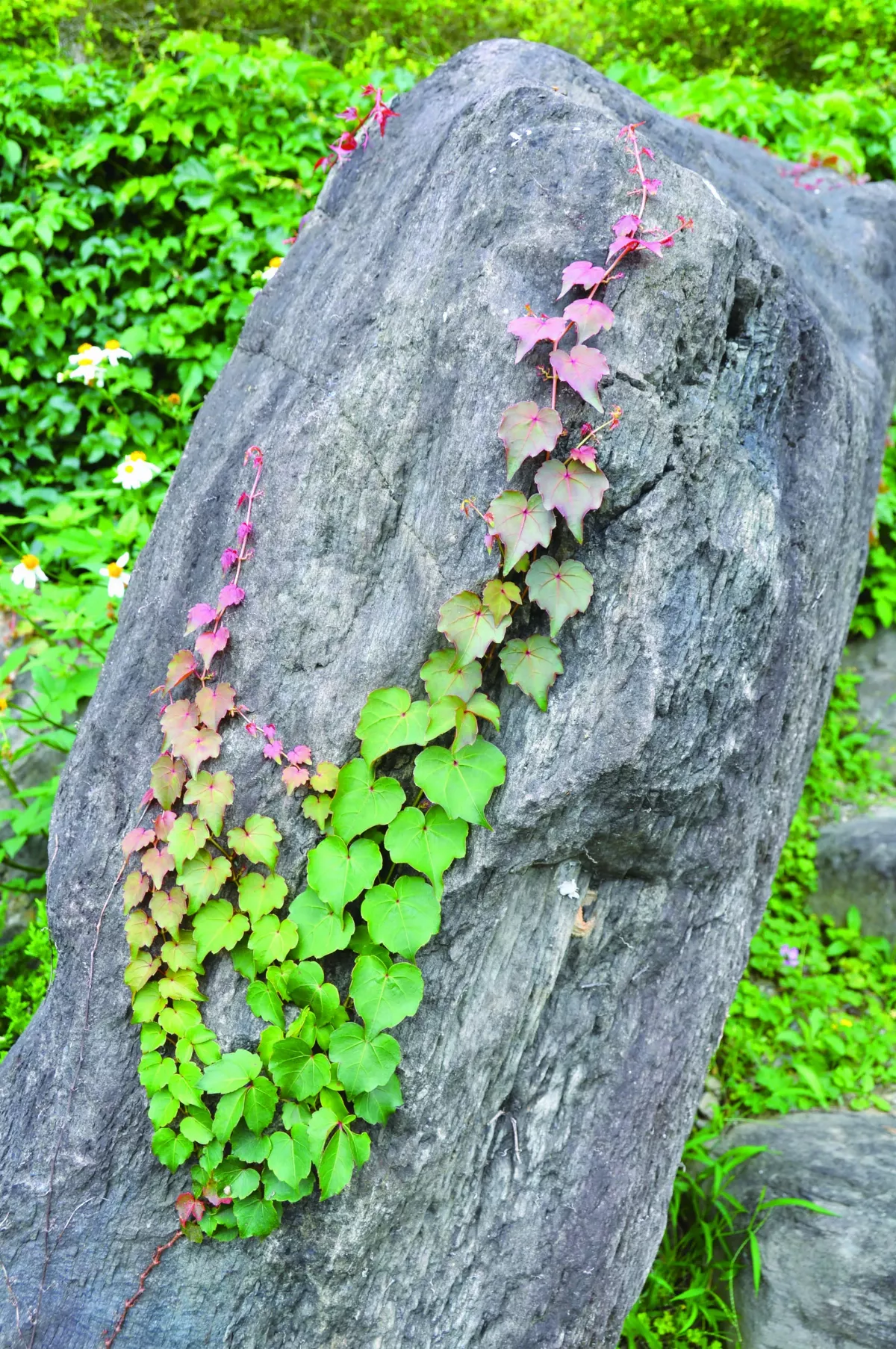 【生活快門】岩石戴項鍊