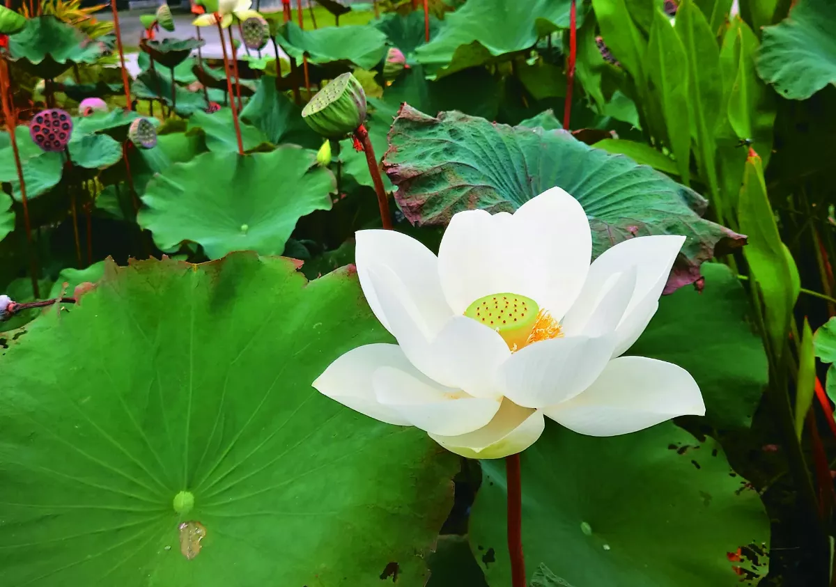 白荷──瑠公圳小塘偶遇