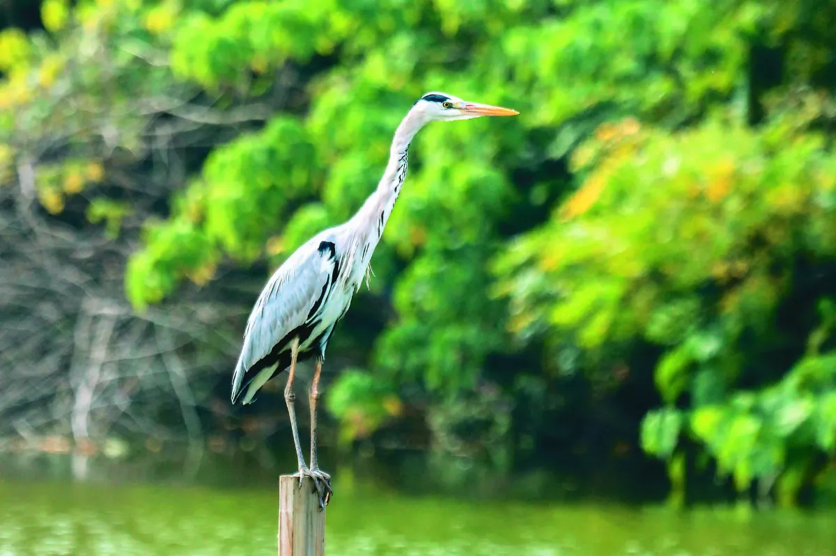 澄清湖鳥松溼地  都市綠洲