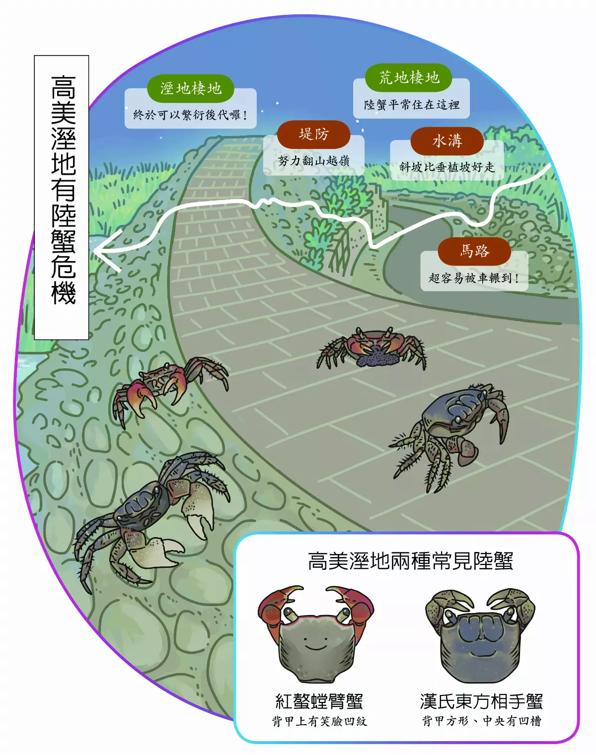 【玉子手札】高美溼地 陸蟹