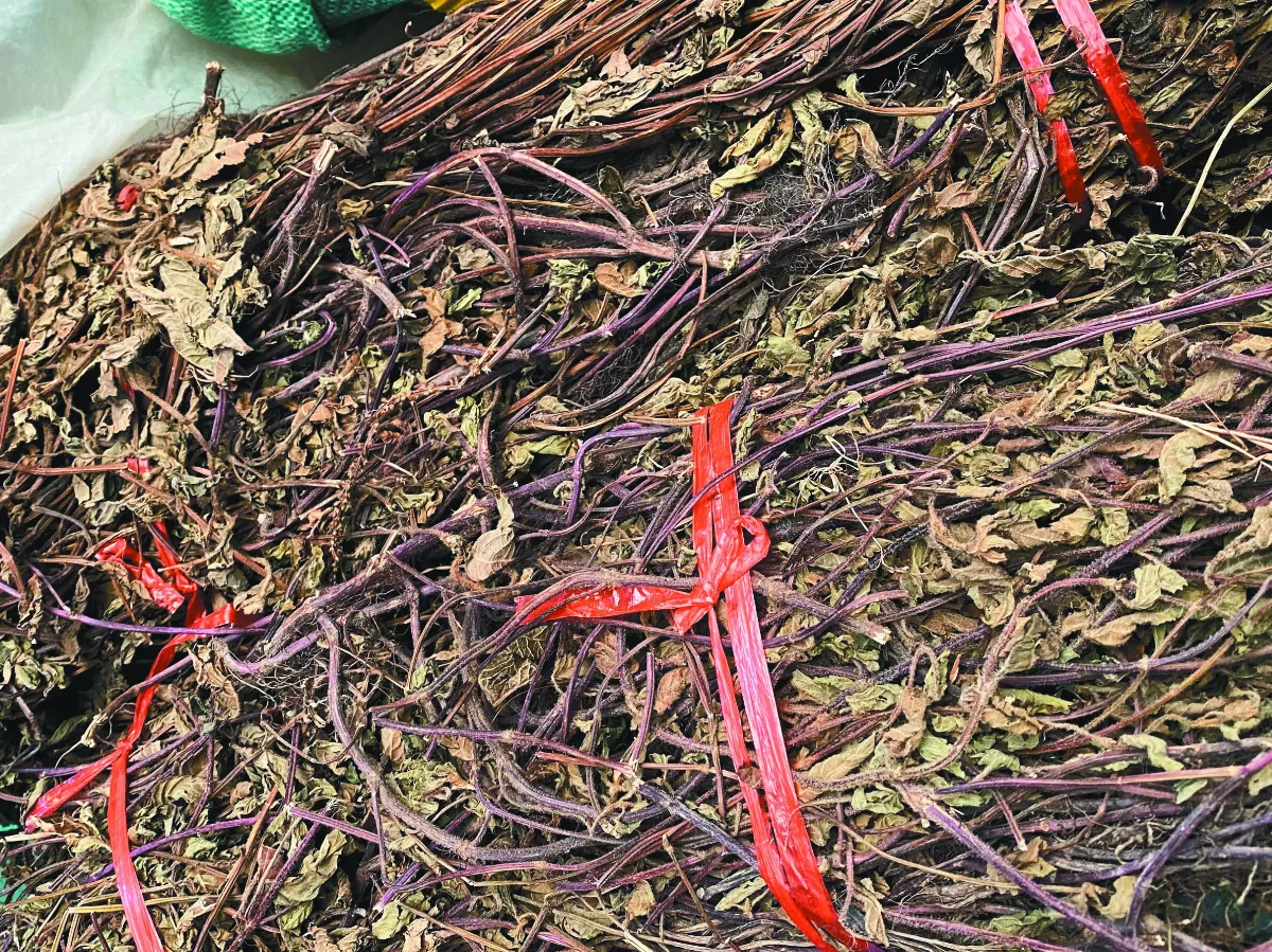 【異鄉食情】仙草 收穫於中秋