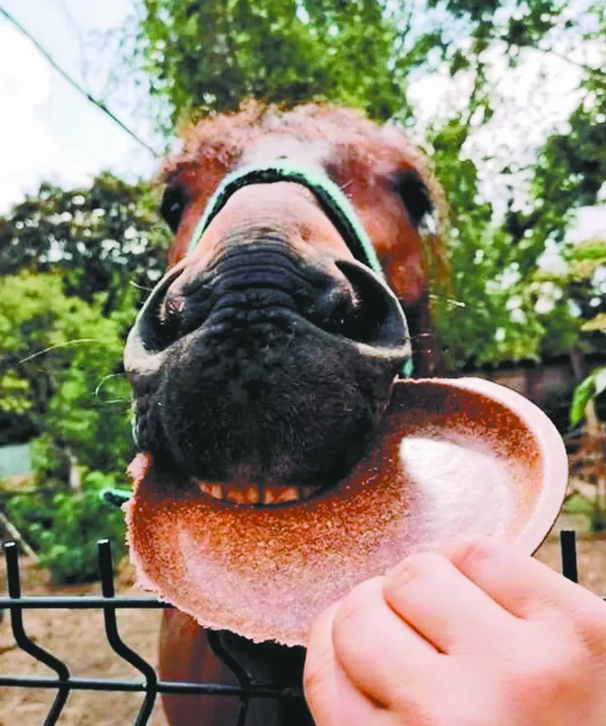 稻殼再利用 變可食用餐具