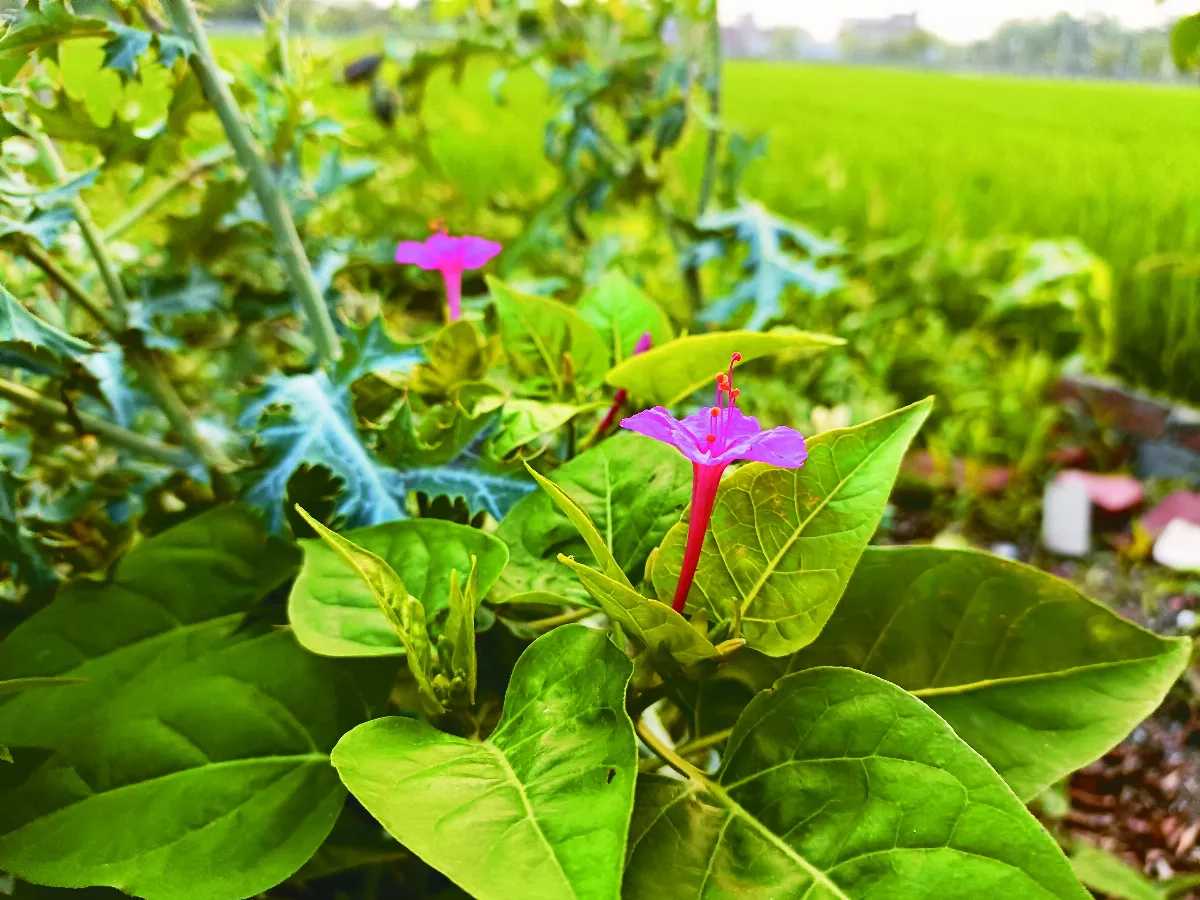 好久不見紫茉莉