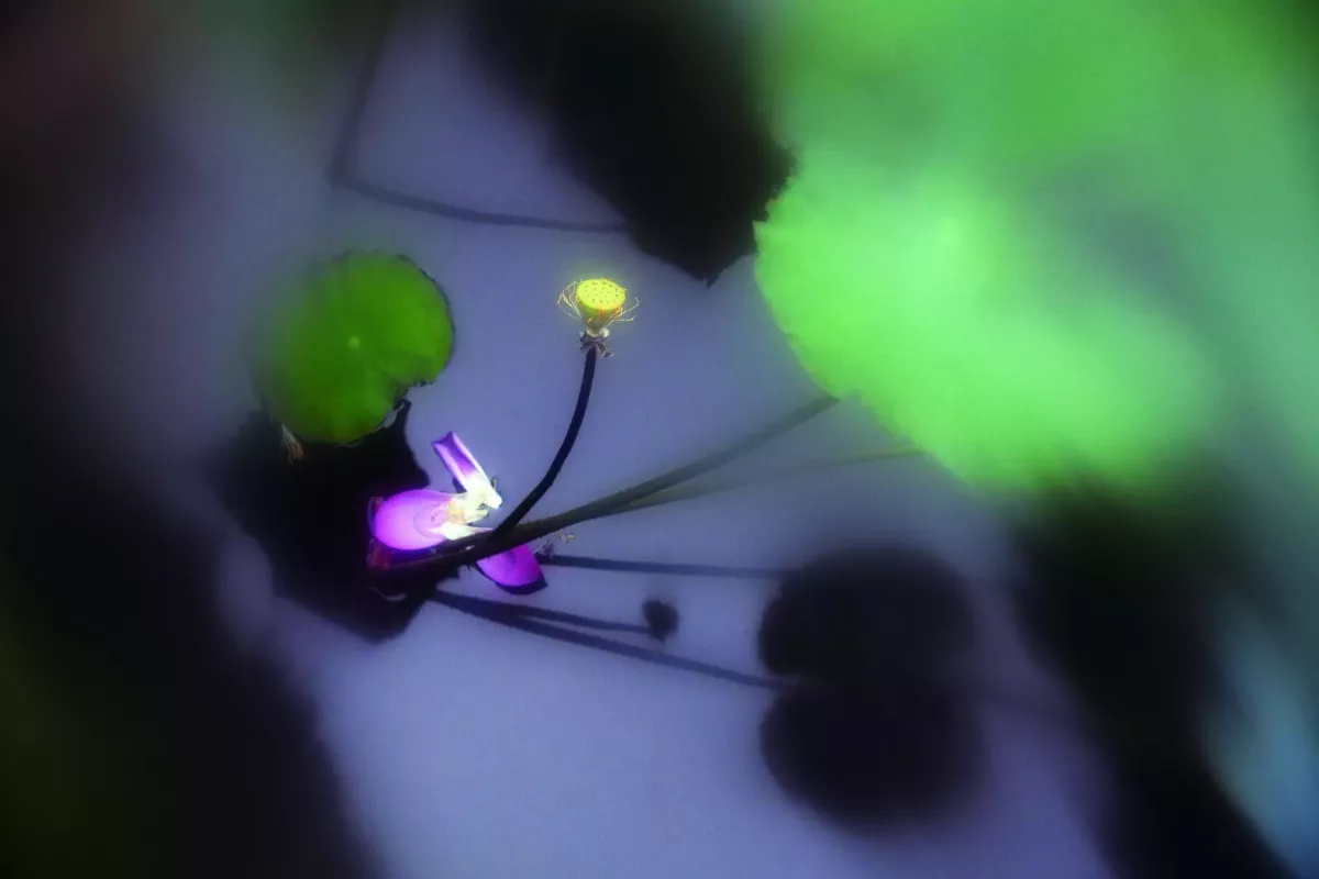 【遇見荷】花香還在 