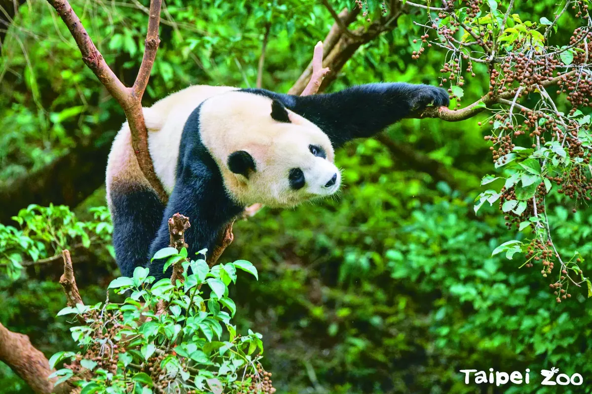等待天涼好見客