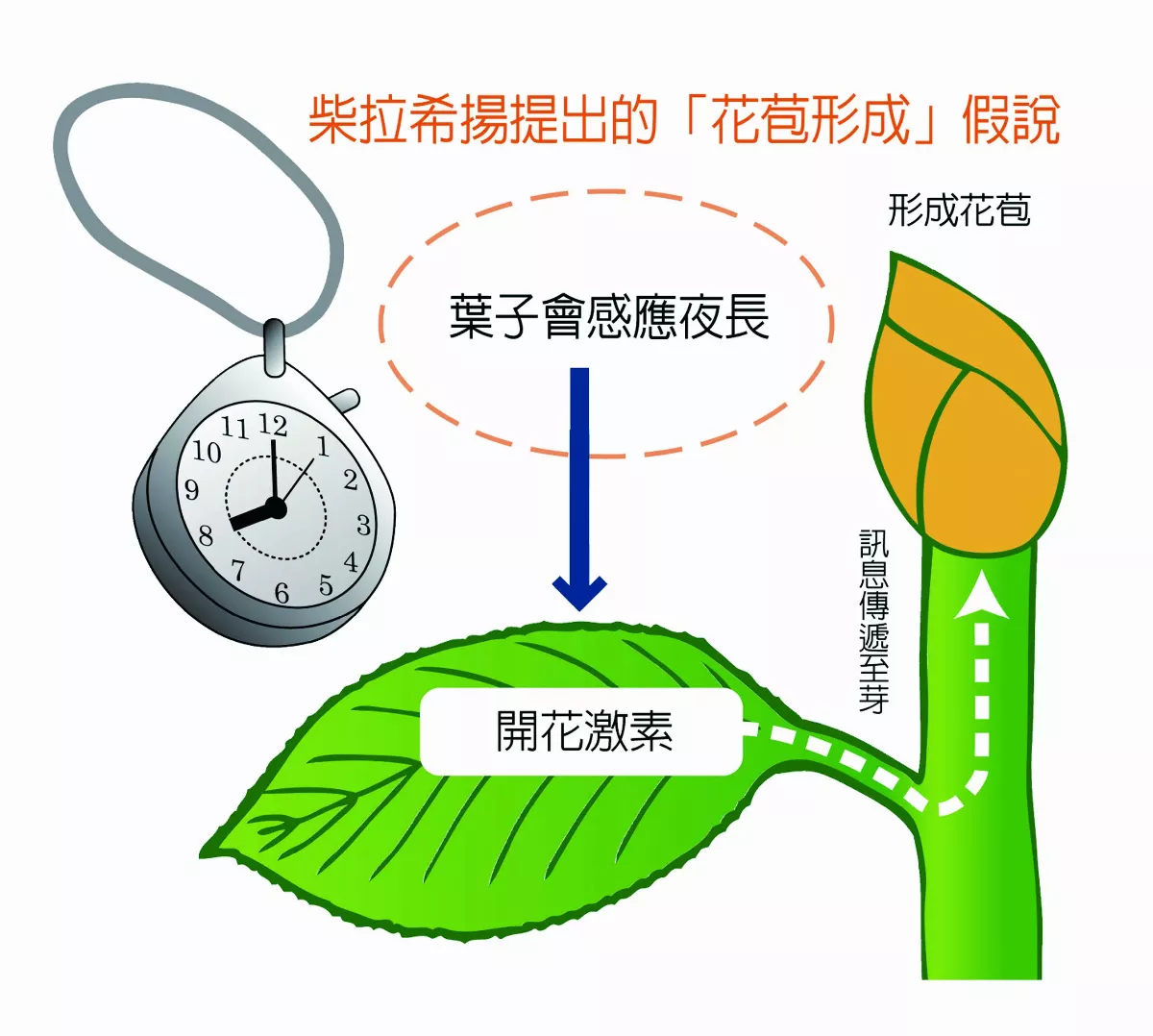 開花激素形成花苞