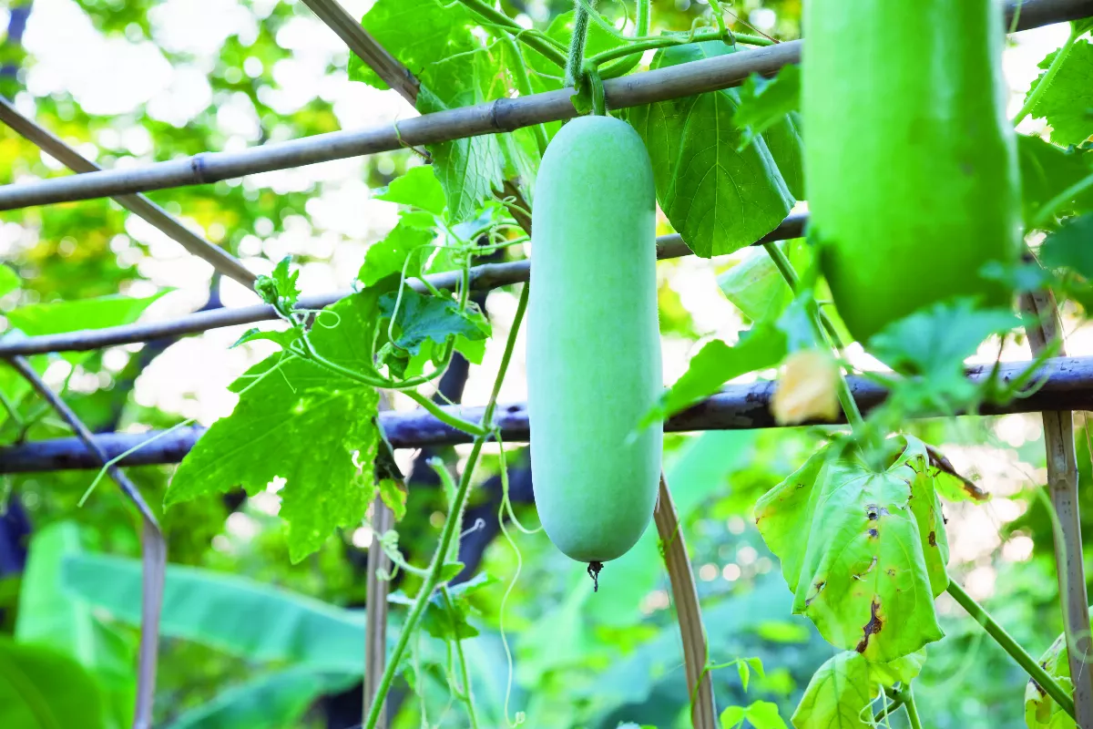 【水大不調】消腫排溼 健康食療