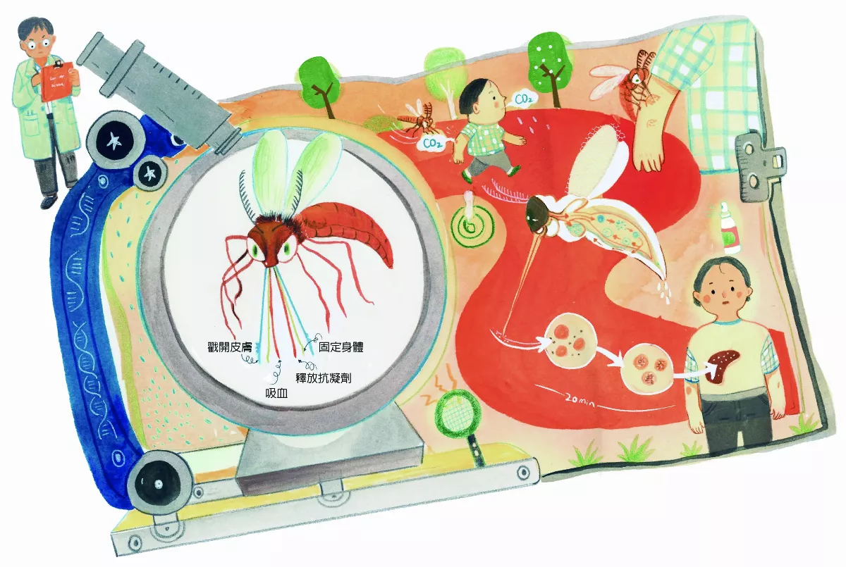 蚊子吸血放大看