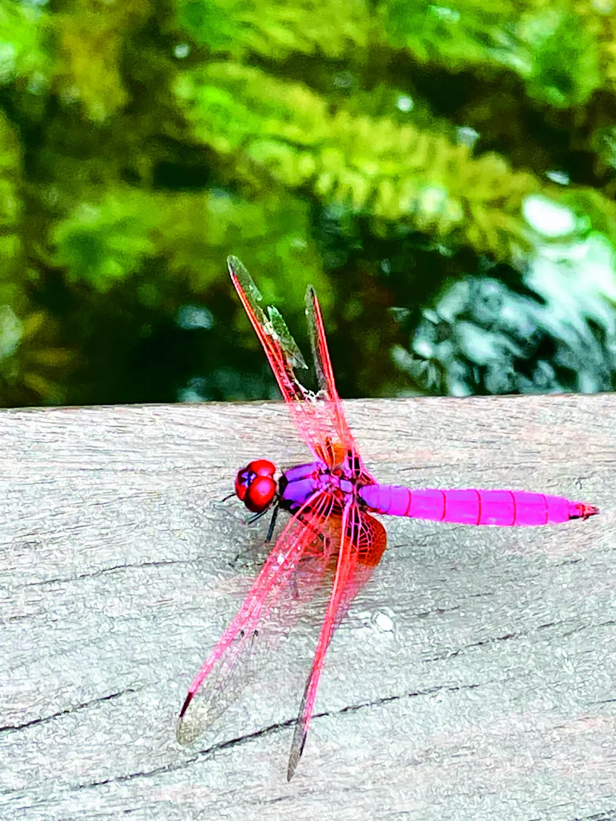 【夢想成真】遇見紅蜻蜓