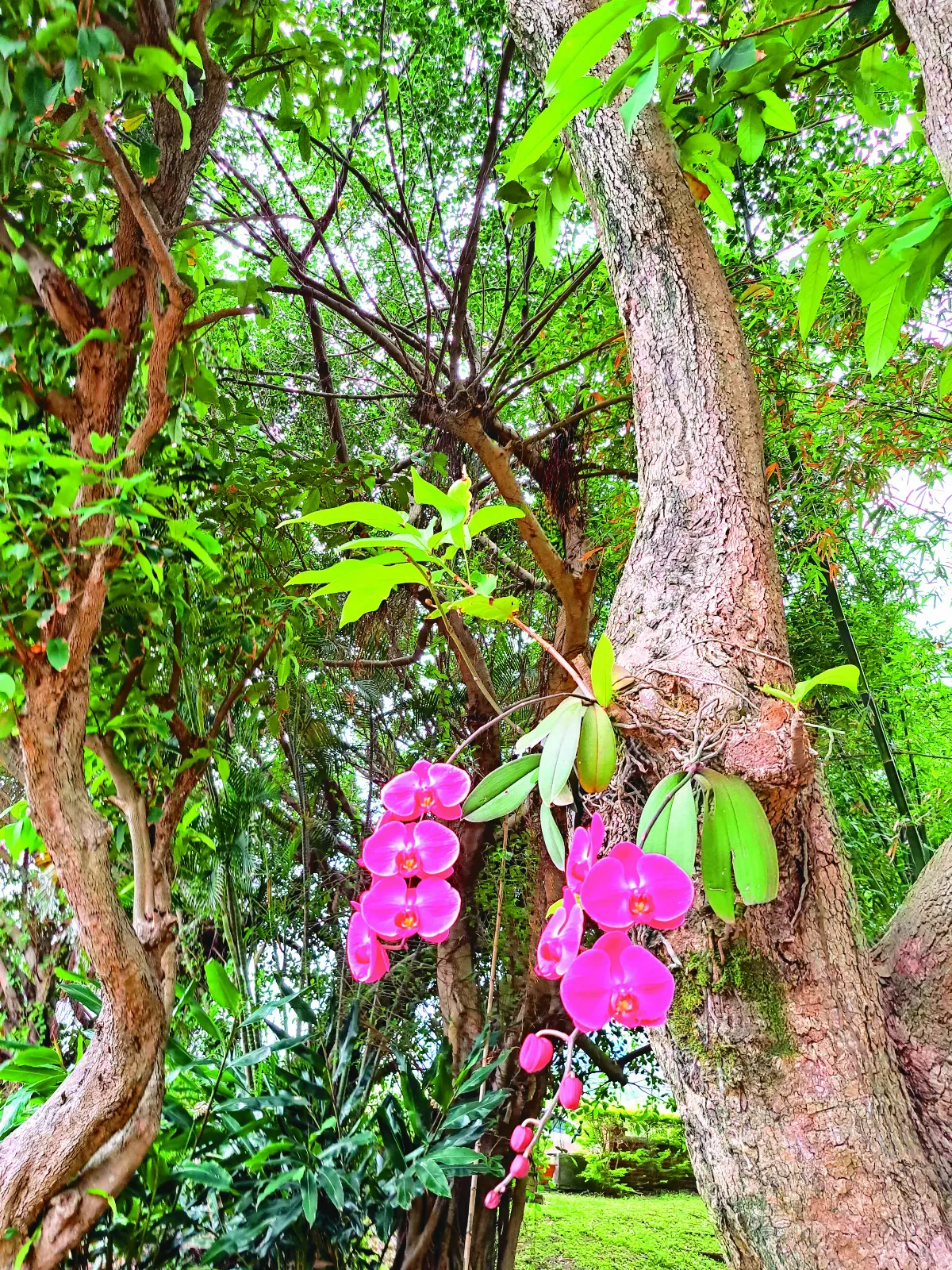 【生活快門】老樹與蘭花
