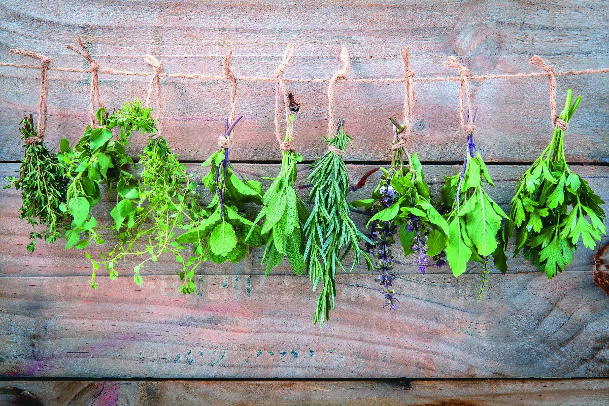 香草洋芋