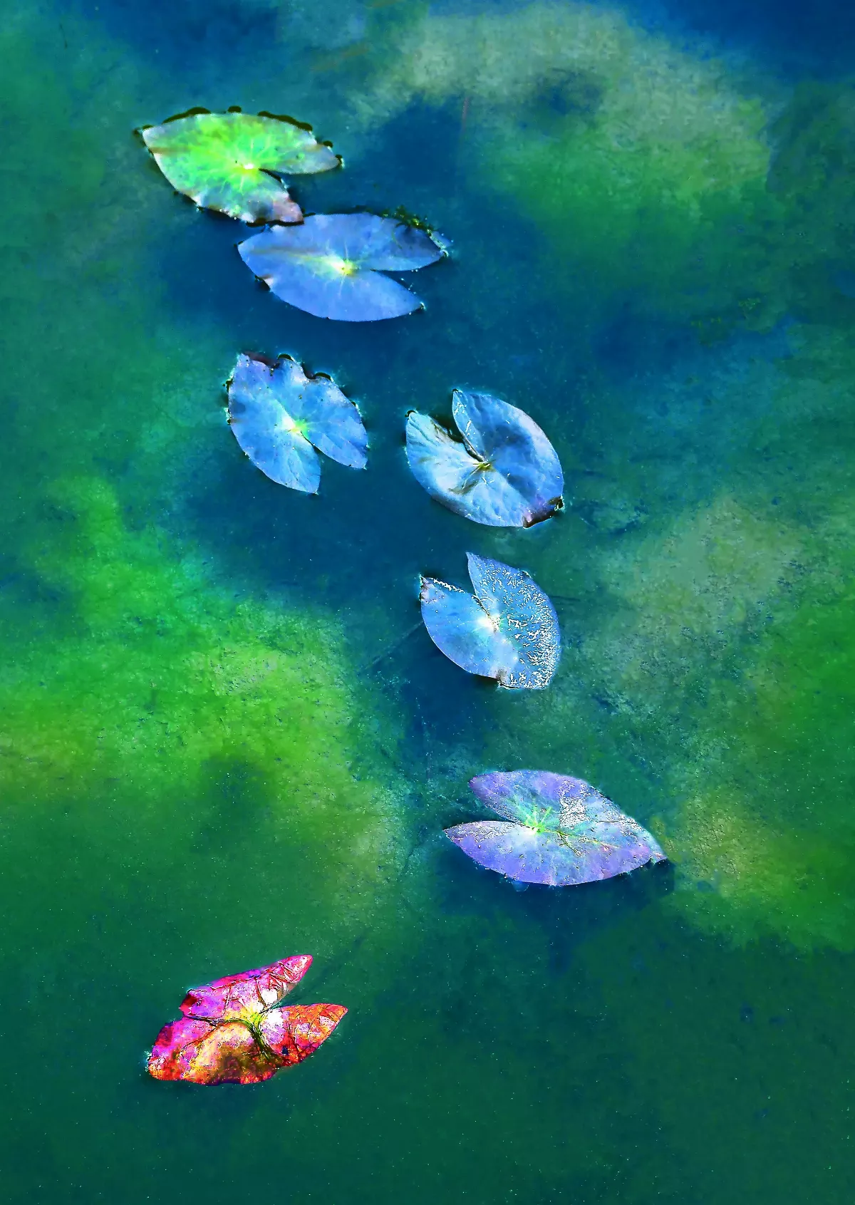 【攝影賞析】荷‧思