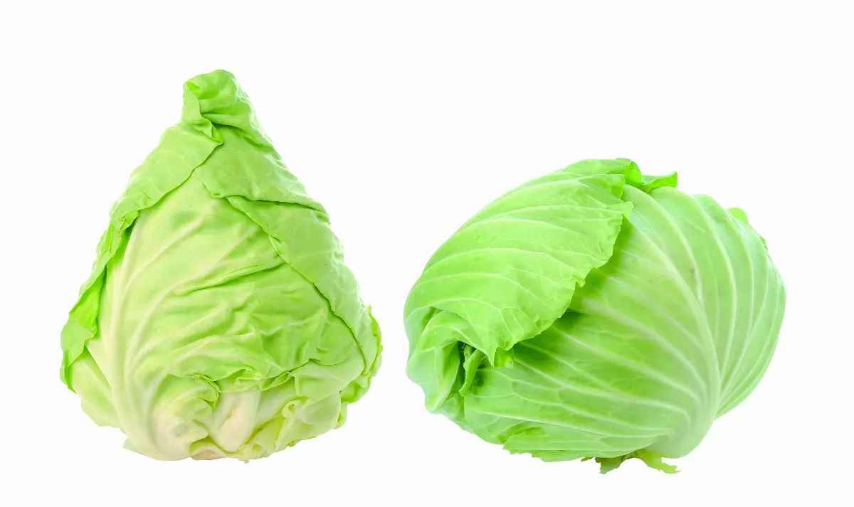 尖頭還是扁頭？