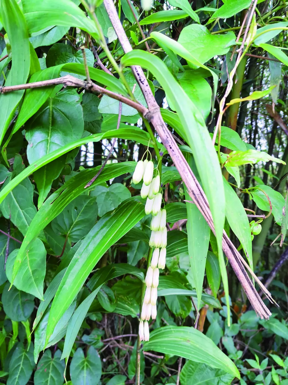 【植物筆記】遇見萎蕤     