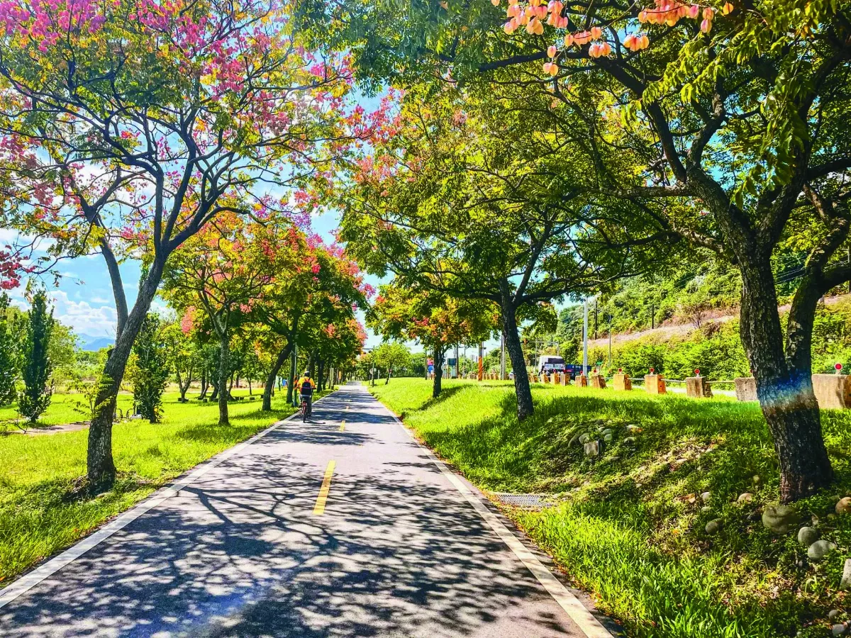 新北河濱欒樹  掛起紅寶石