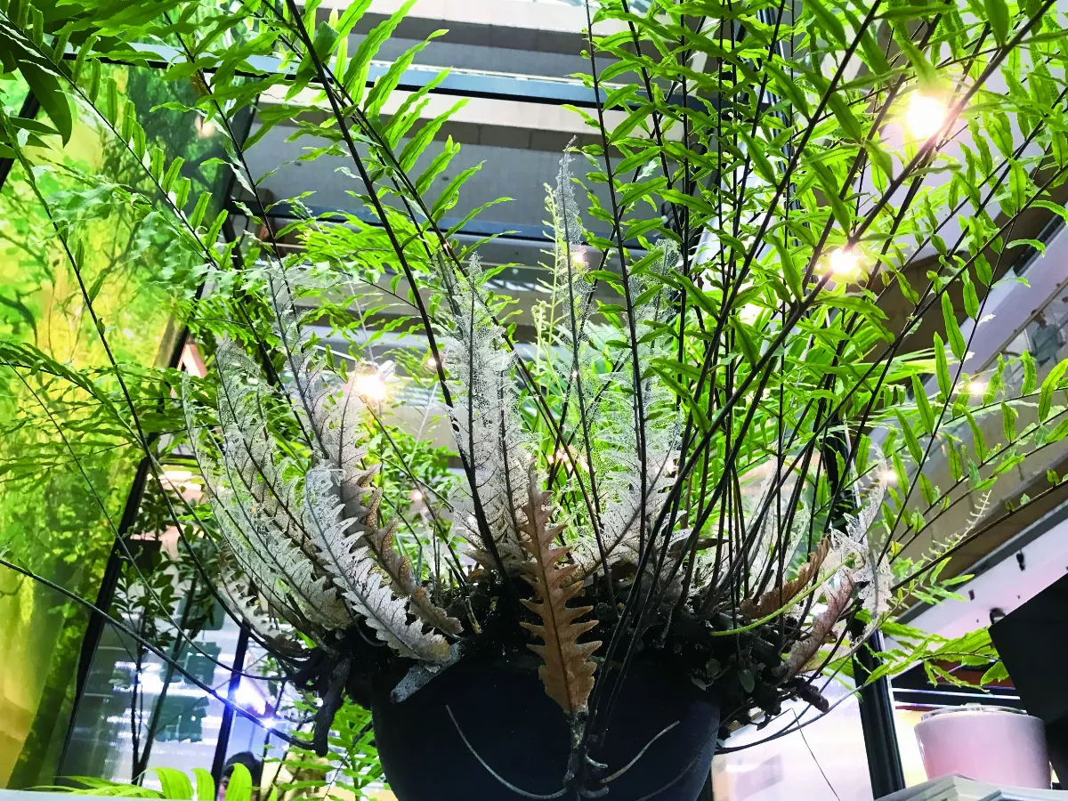 【時光重逢】 從一顆種子開始