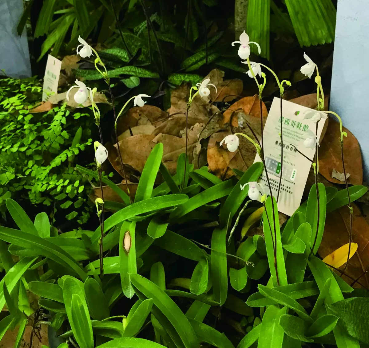 【時光重逢】 從一顆種子開始