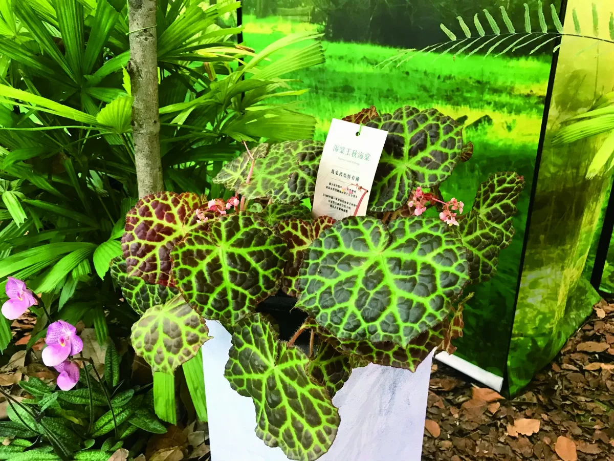 【時光重逢】 從一顆種子開始