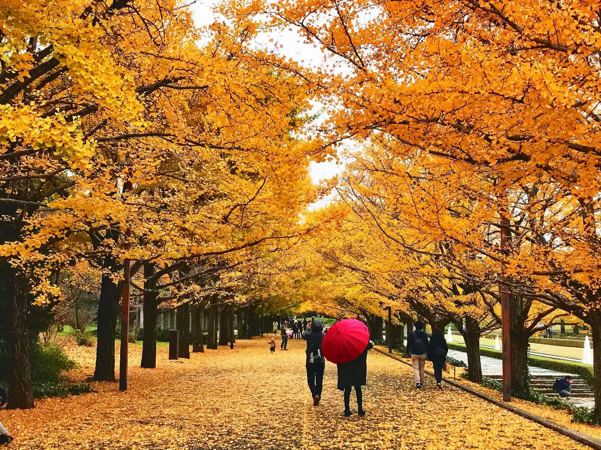 【生活快門】璀璨金秋