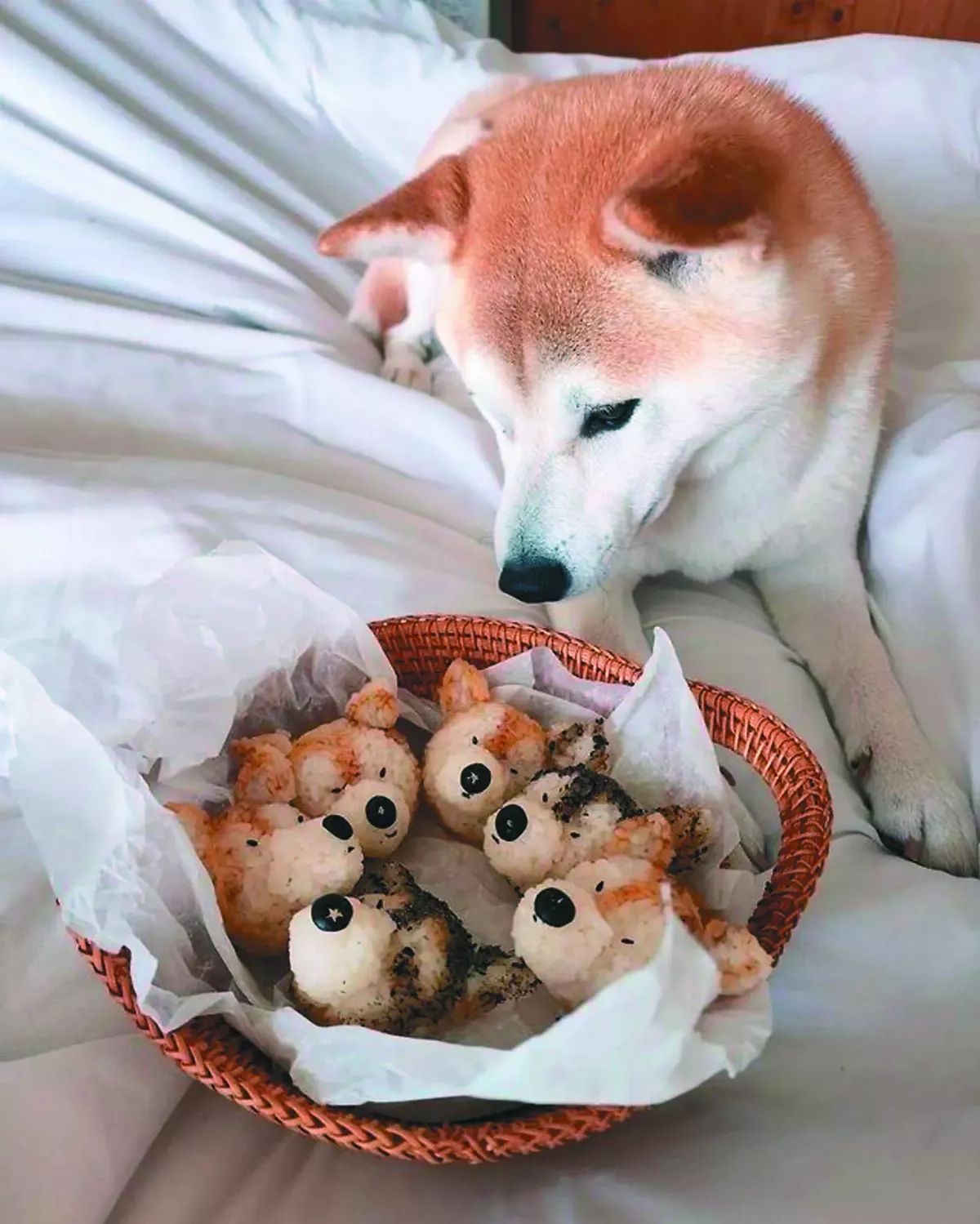 療癒系麵條犬 烹飪異想世界