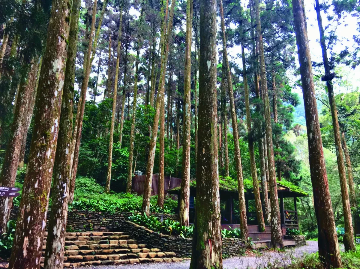 【海闊天空】喜遊藤枝森林遊樂區