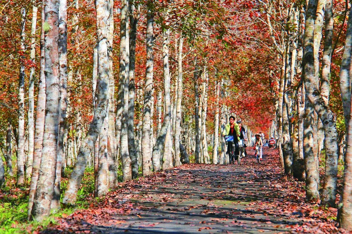 漫悠森活 林業署推永續行程