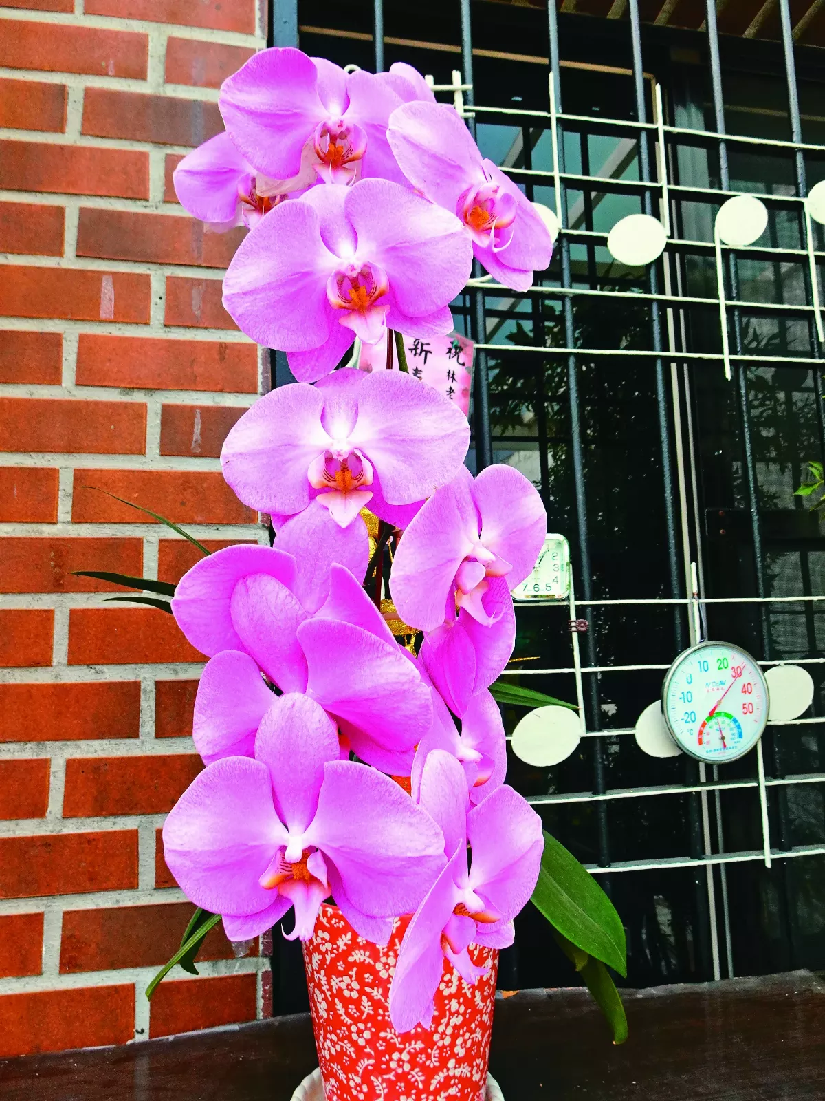 蘭心蕙質