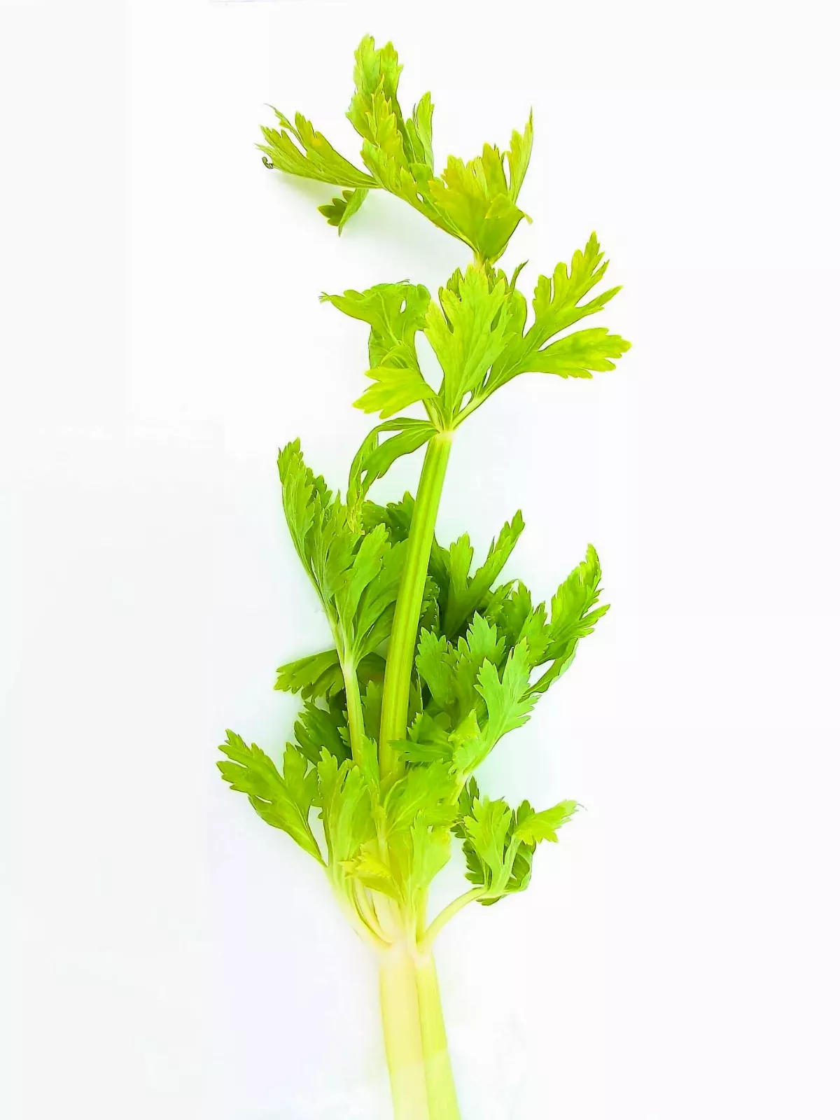 【時食有味】無情荒地有芹天