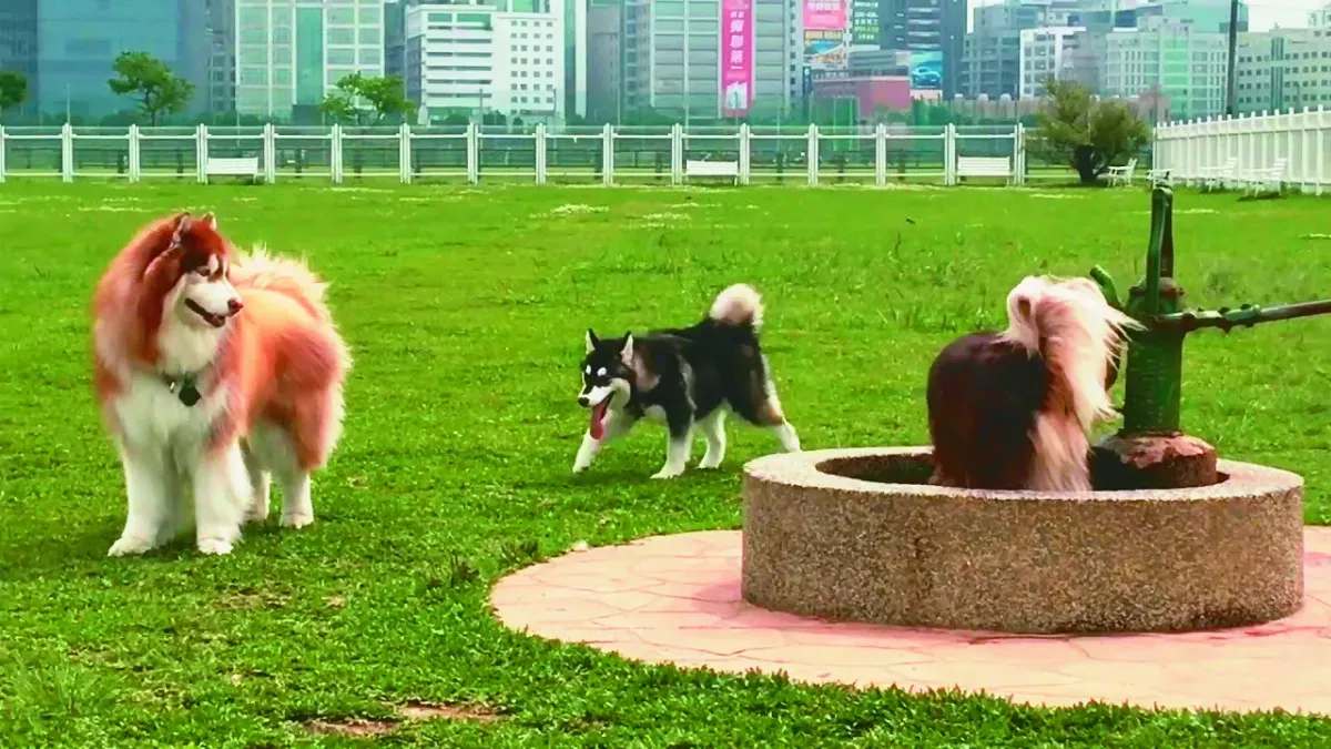【台灣動物保護故事系列２】迎風狗瘋玩 期待一區一座寵物公園