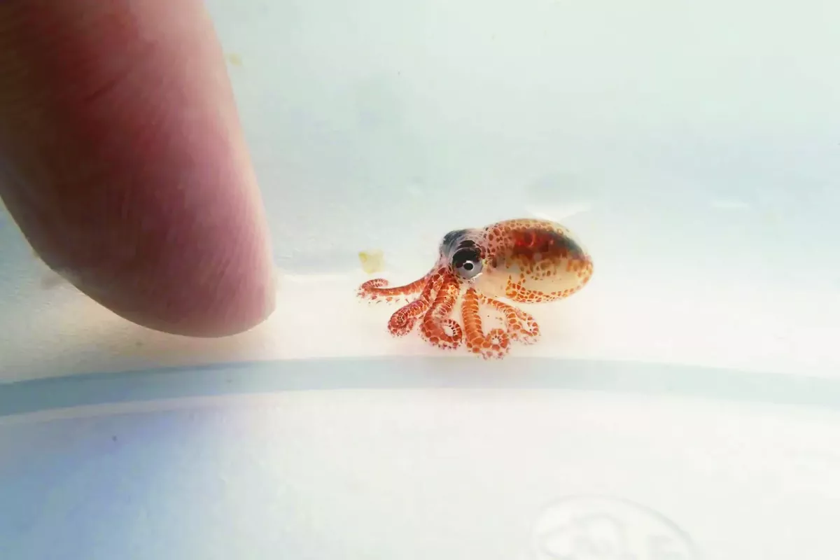 章魚基因圖譜  揭密腦神經元可塑力