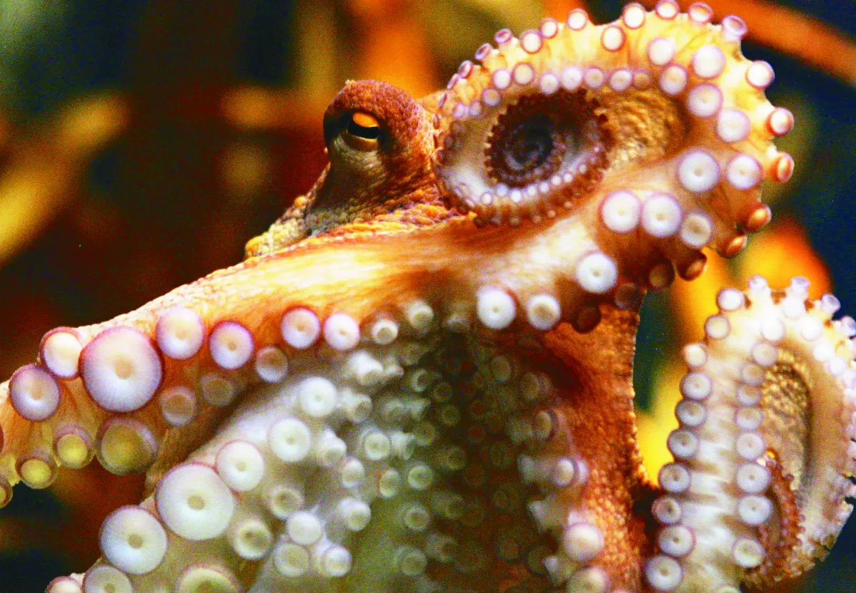 章魚基因圖譜  揭密腦神經元可塑力