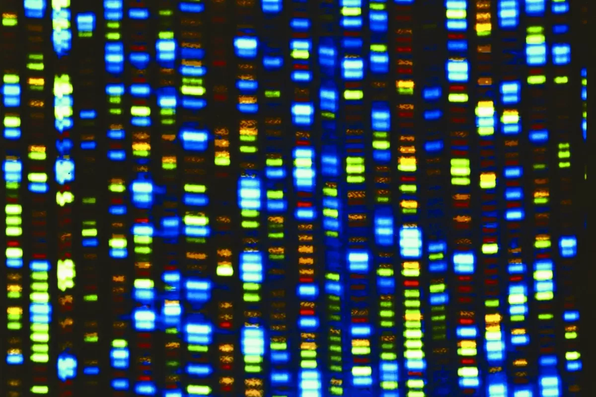 章魚基因圖譜  揭密腦神經元可塑力