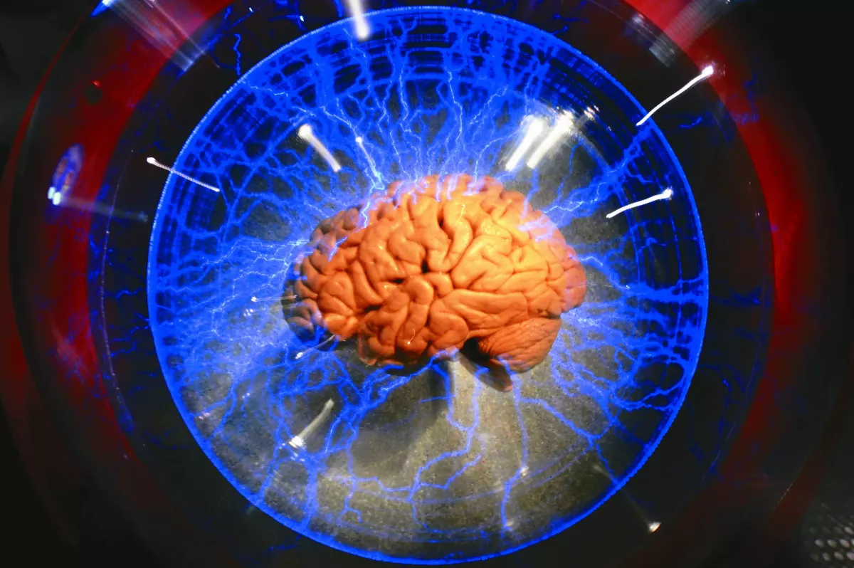 章魚基因圖譜  揭密腦神經元可塑力