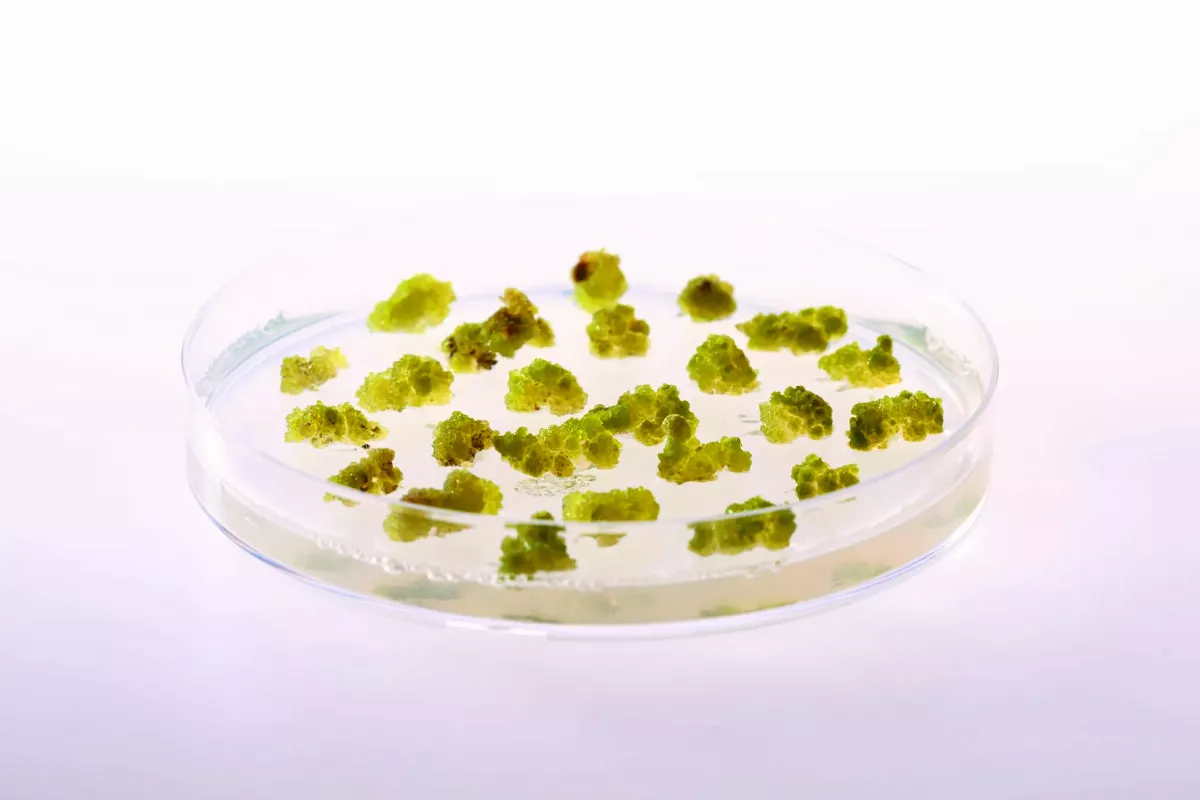 章魚基因圖譜  揭密腦神經元可塑力