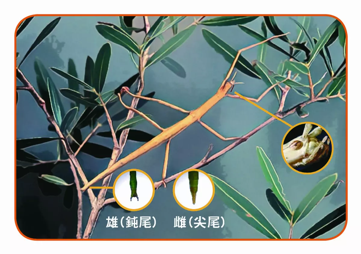 竹節蟲 會走路樹枝