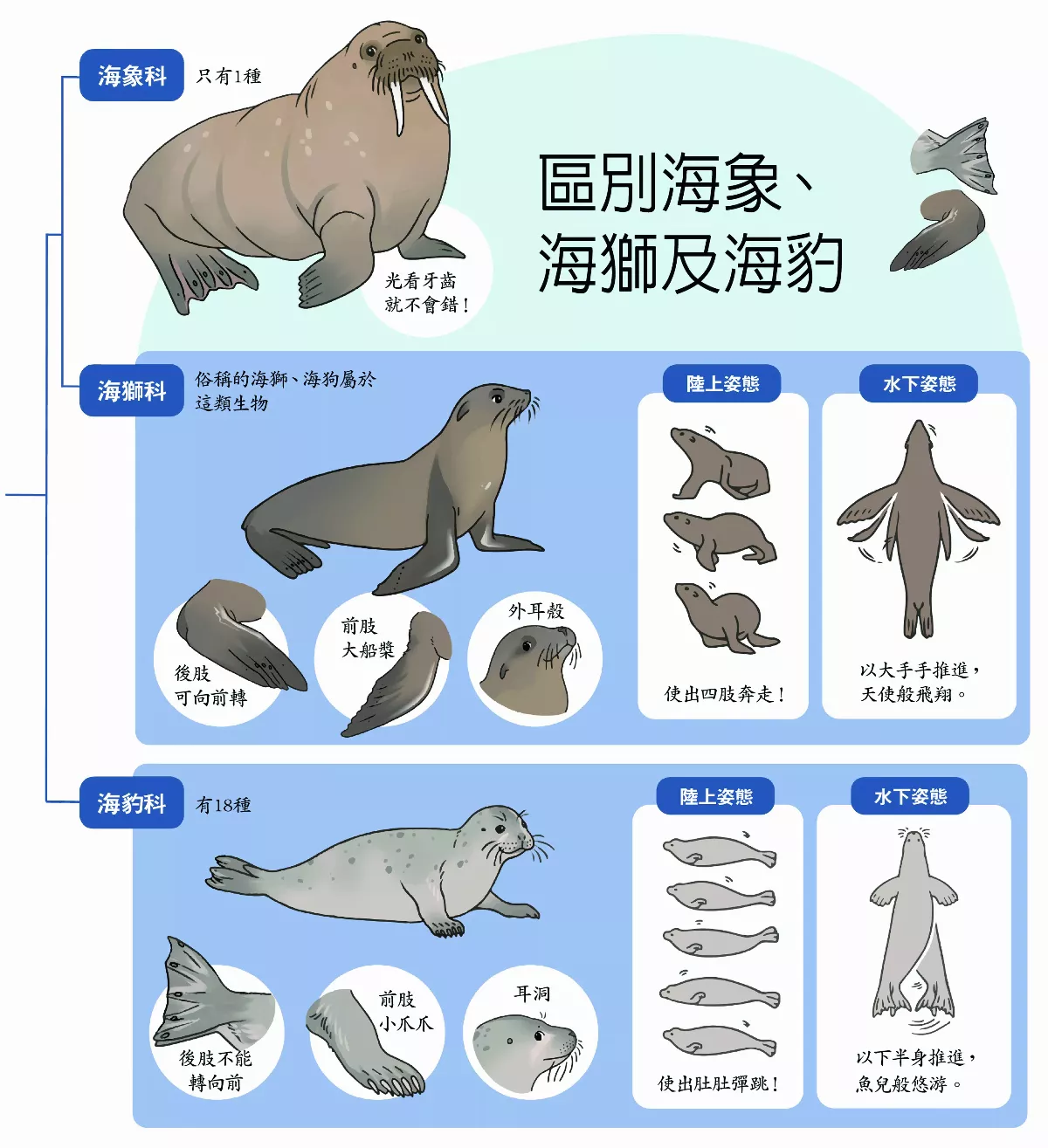 【玉子手札】鰭腳類動物 你會分辨嗎？