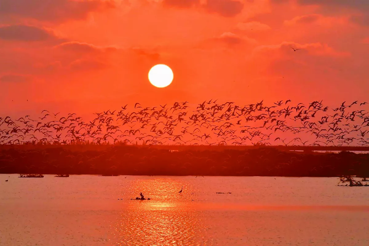 黑腹燕鷗 跳起黃昏之舞