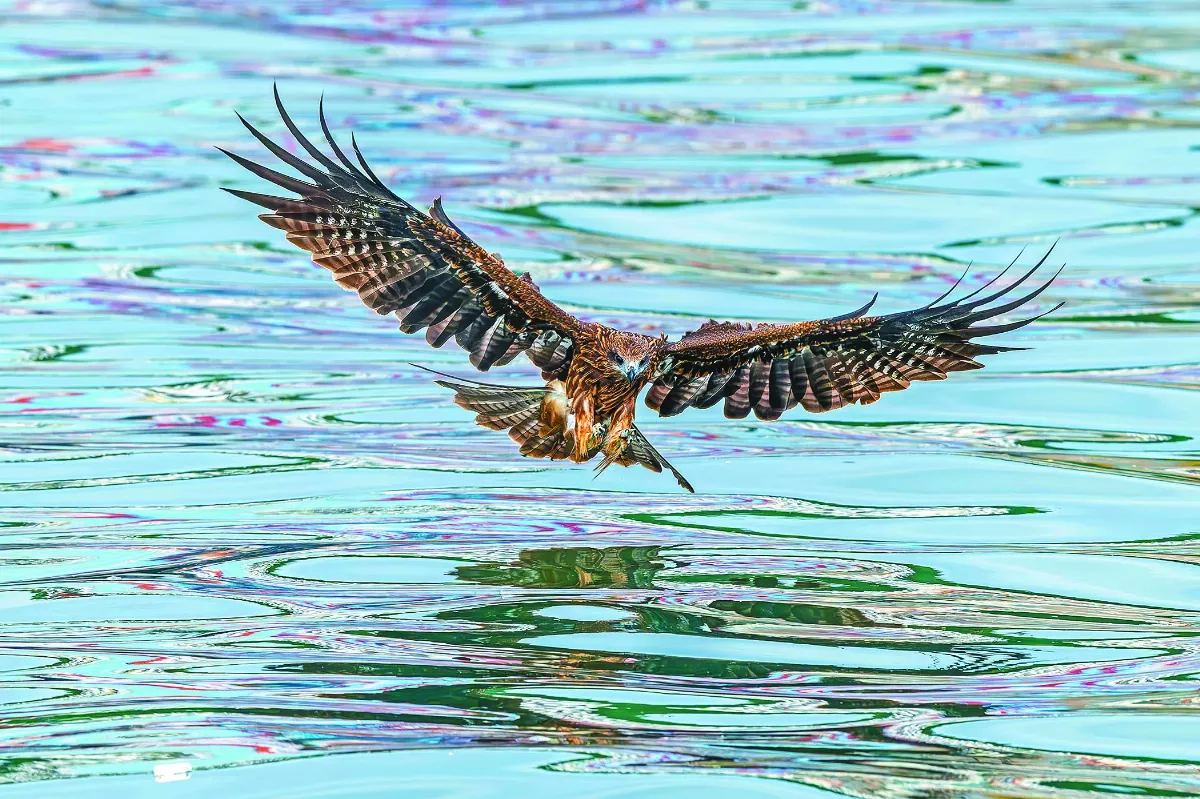 【生態攝影】國慶秋客——台灣秋冬季節的過境侯鳥
