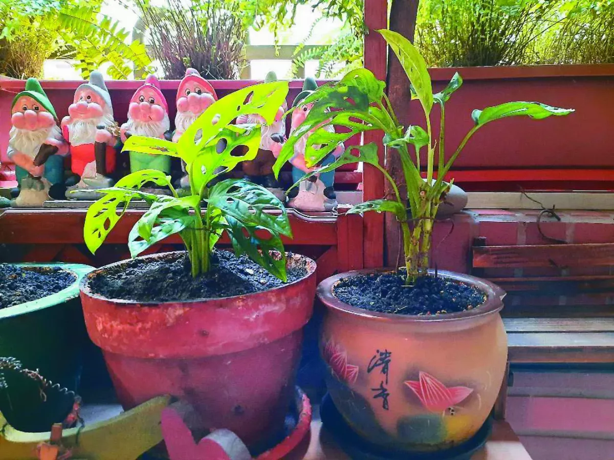 【可愛綠植栽】一見鍾情的綠芋
