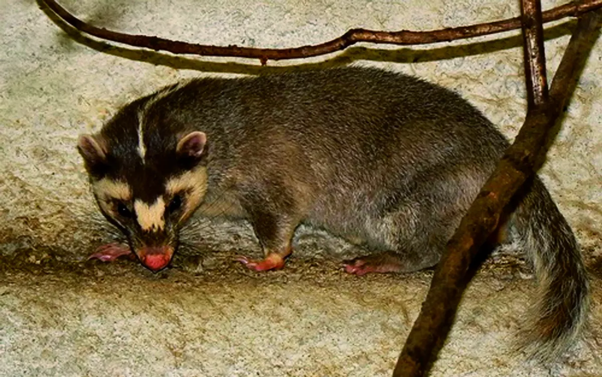 鼬獾vs白鼻心  牠們像嗎？