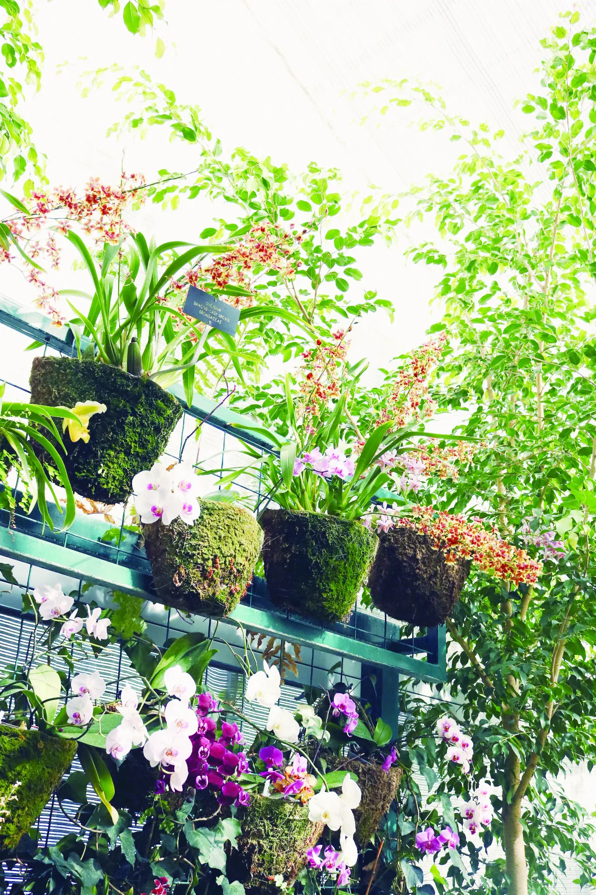 花給了她答案