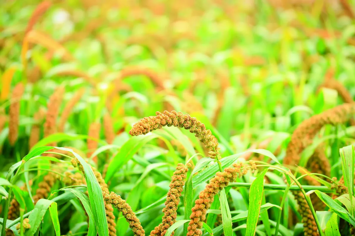 天然糧補 穀之精養胃食療