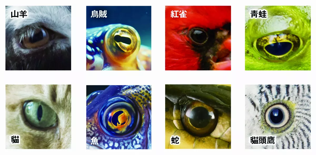 動物瞳孔知多少