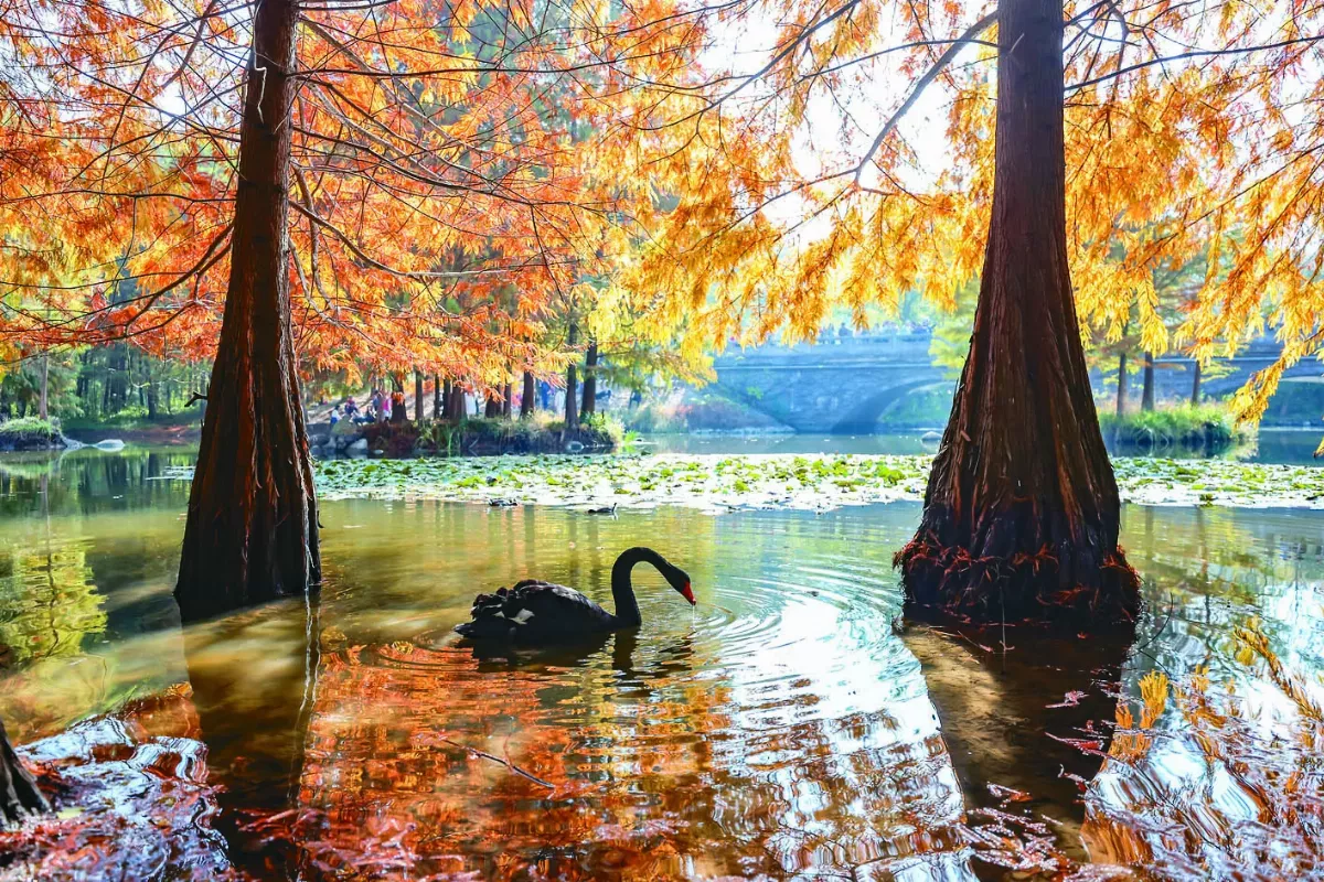 南京燕雀湖 初冬好景致