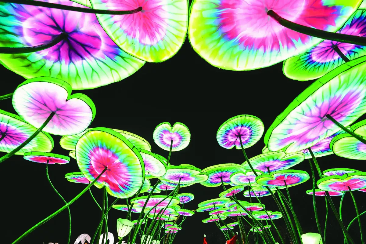 睡蓮燈光秀 燈籠給靈感