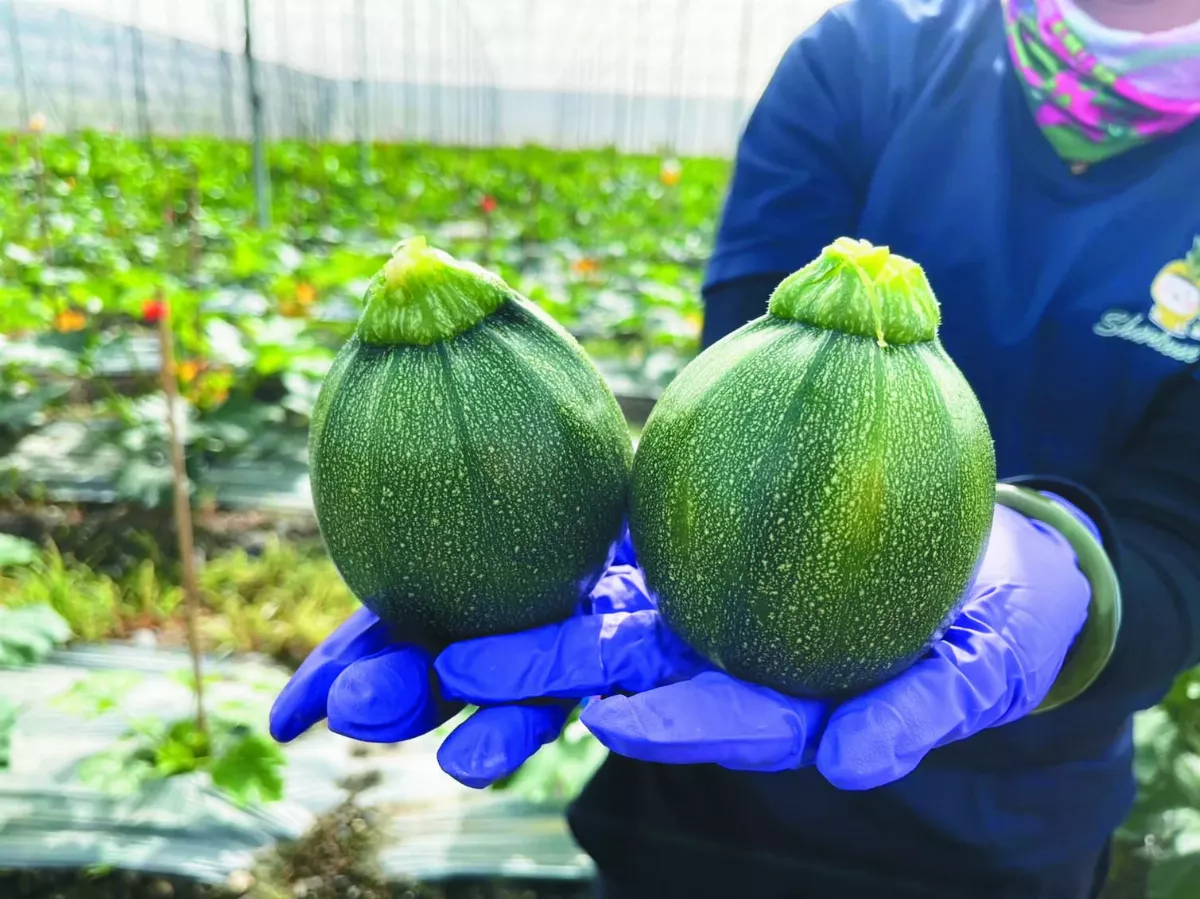 圓櫛瓜  台東青農栽種成功